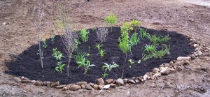Newly Planted Rain Garden